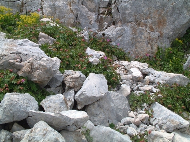 Geranium macrorrhizum / Geranio crestato